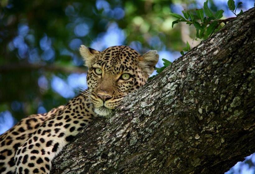 호텔 Ivory Wilderness River Rock Lodge