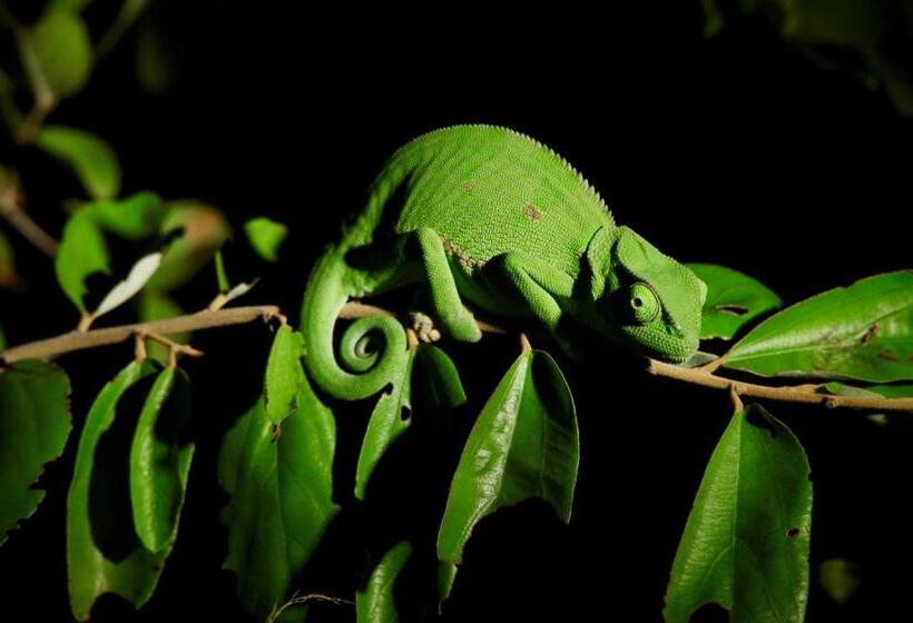 호텔 Ivory Wilderness River Rock Lodge