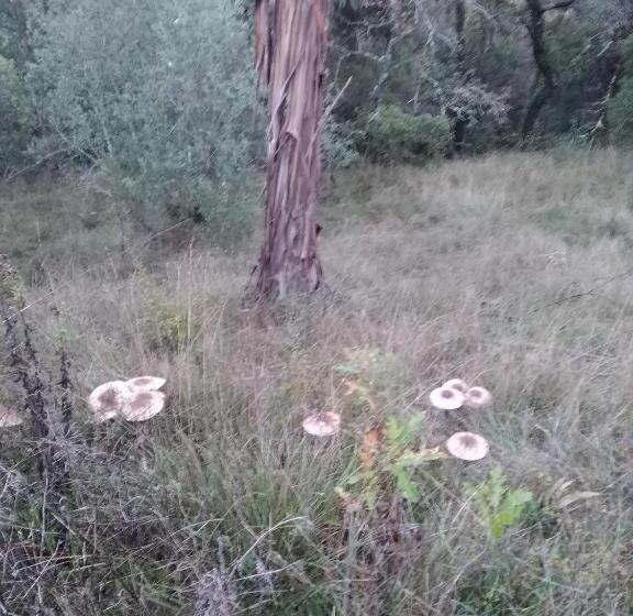 בית מלון כפרי Quintinha Do Casal Ruivo