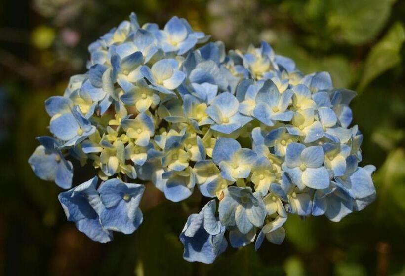 Пансион Espaço Puri