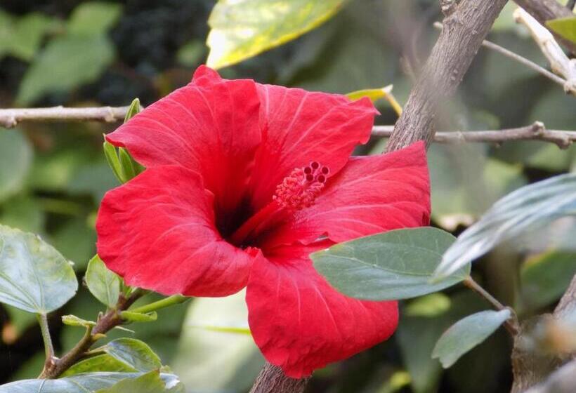 پانسیون Hostal Mi Campaña