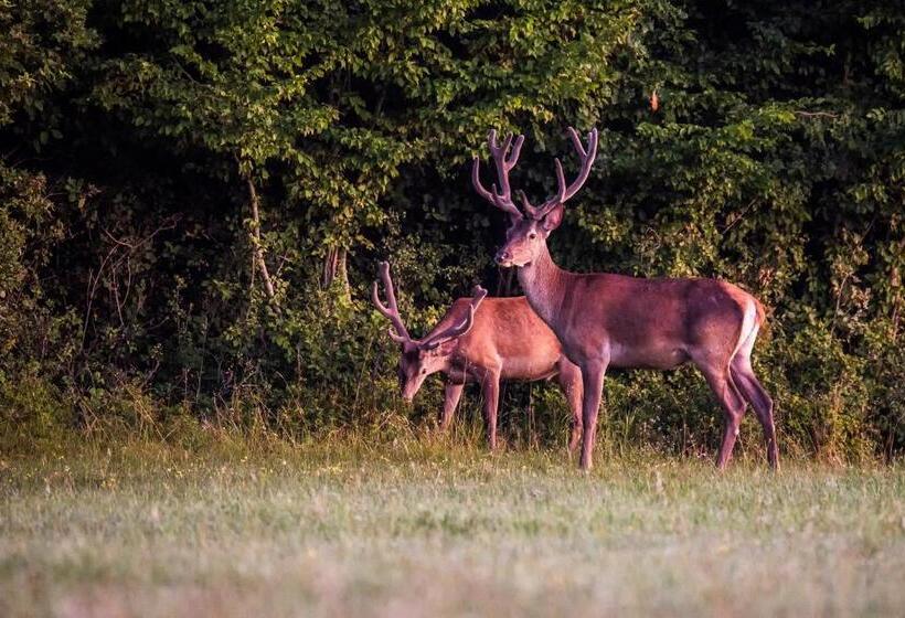 بنسيون Naturpark Vendégház