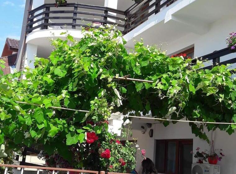 פנסיון Vila Liliana