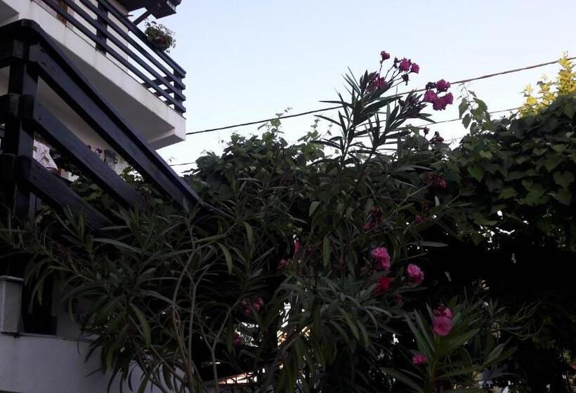 פנסיון Vila Liliana