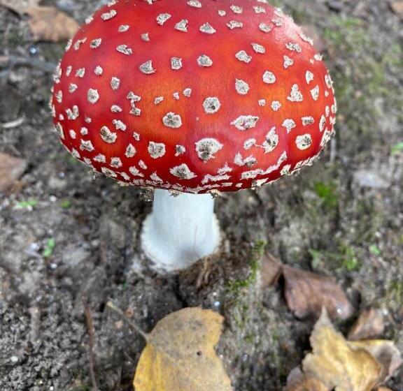 Av Apartamentos Lobios