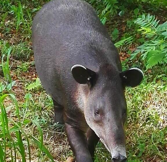 Hotel Celeste Mountain Lodge