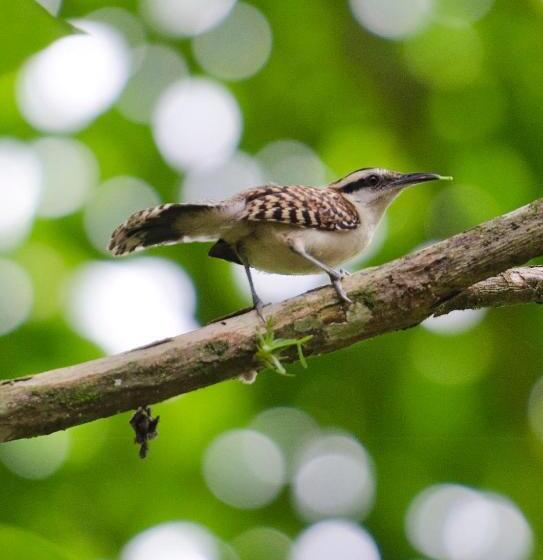 בית מלון כפרי Pumilio Mountain & Ocean
