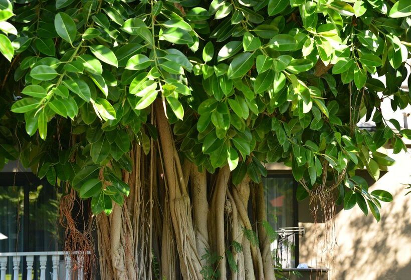 Отель Sailor S Beach Club All Inclusive