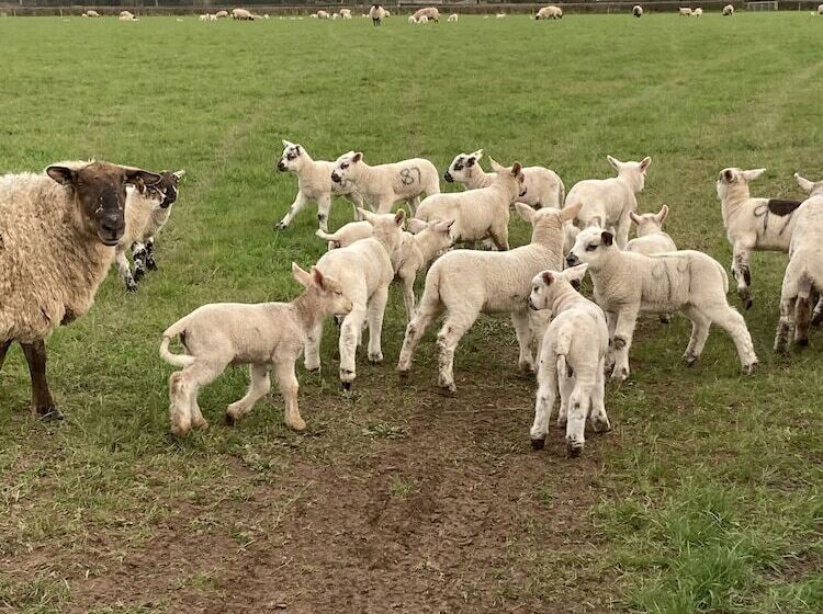 Glamping At The Homestead   Ensuite Bell Tent