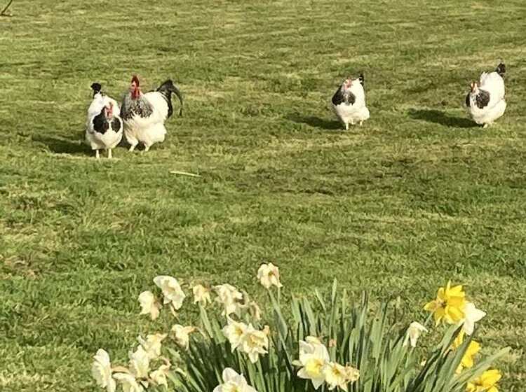 Glamping At The Homestead   Ensuite Bell Tent