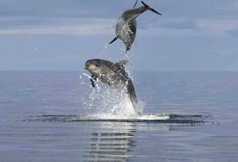 Immaculate Cabin 5 Mins To Inverness Dogs Welcome