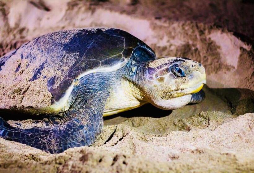 호텔 Boutique Punta Jamaica