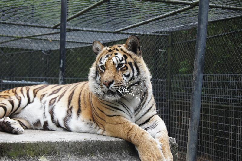 ホテル Hilton Garden Inn Atlanta Downtown