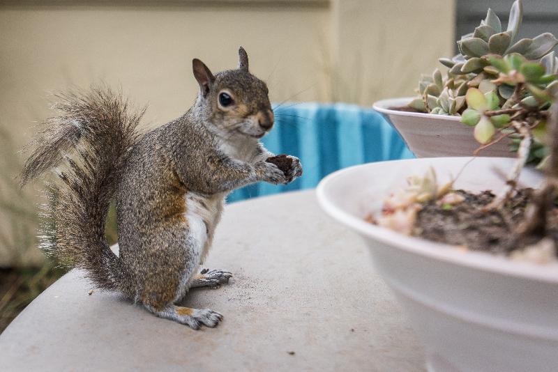 בית מלון כפרי Home Suite Hout Bay