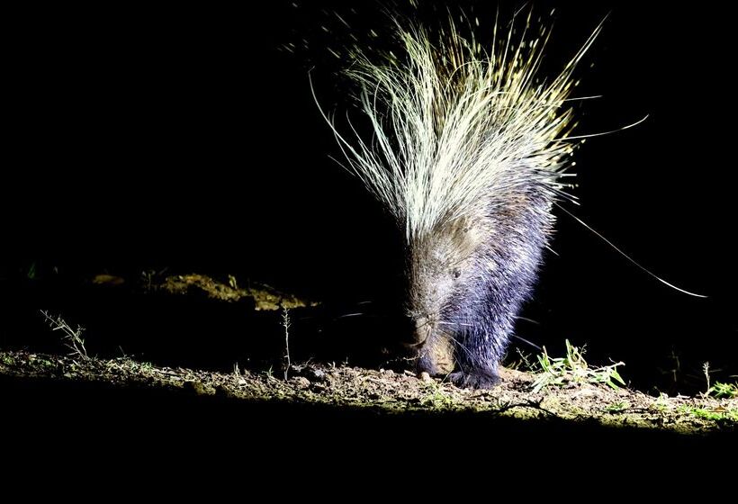 ホテル Kuname River Lodge