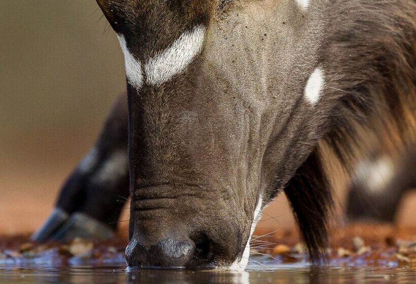 ホテル Kuname River Lodge