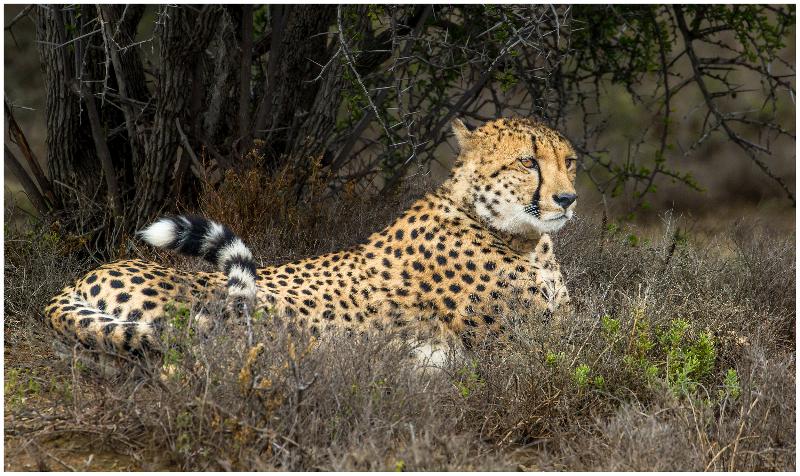 ホテル Kuzuko Lodge