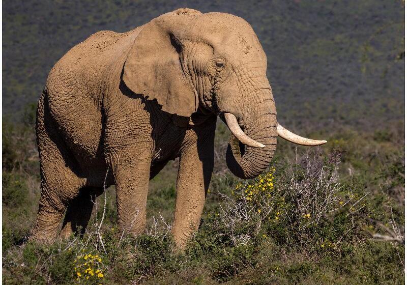 ホテル Kuzuko Lodge