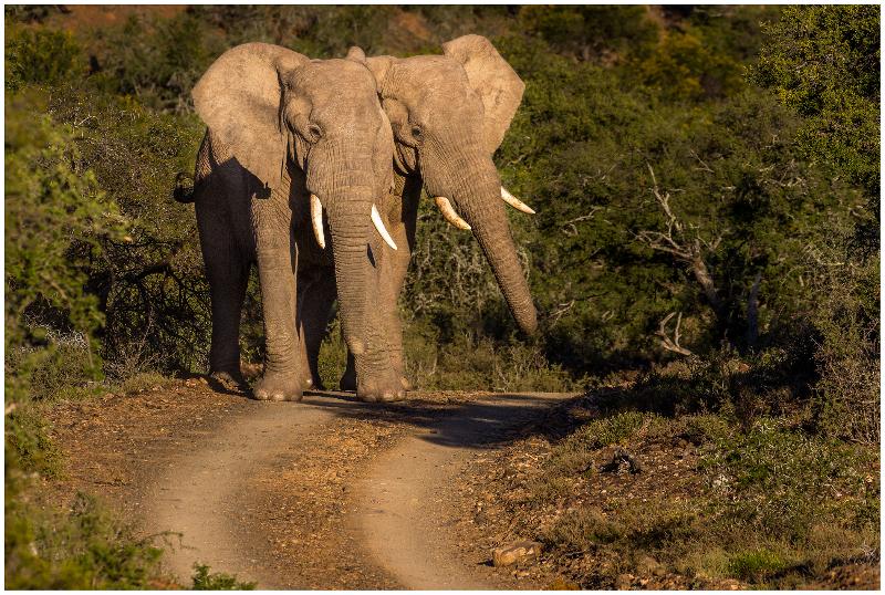 ホテル Kuzuko Lodge