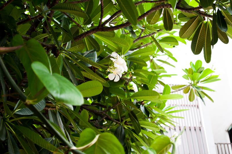 هتل Signature Pattaya