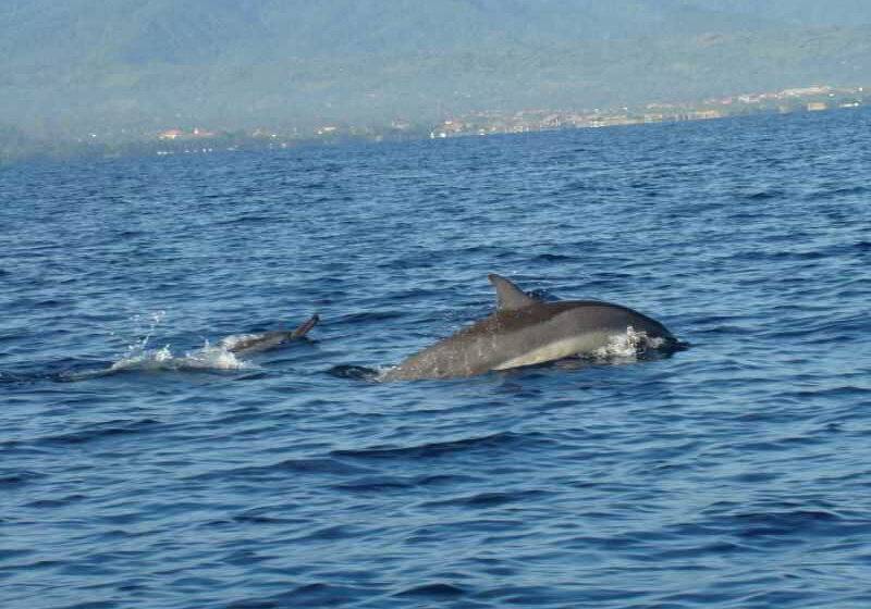 בית מלון כפרי New Adirama Beach