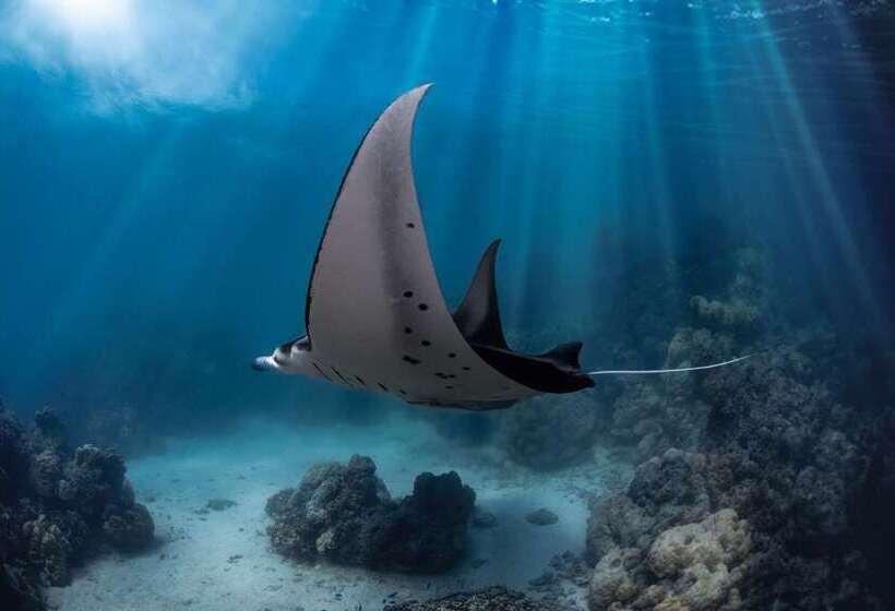 فندق Conrad Bora Bora Nui