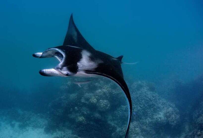 فندق Conrad Bora Bora Nui