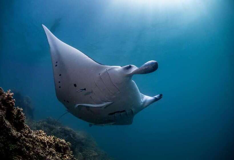 فندق Conrad Bora Bora Nui