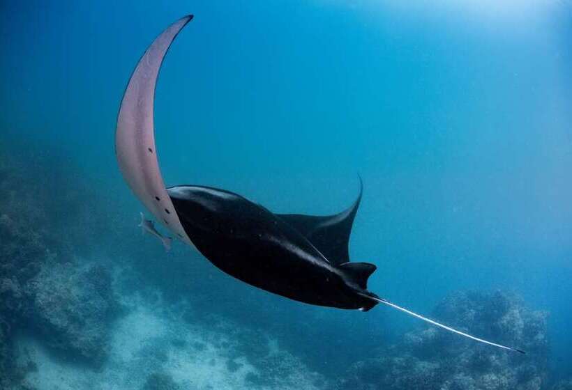 فندق Conrad Bora Bora Nui