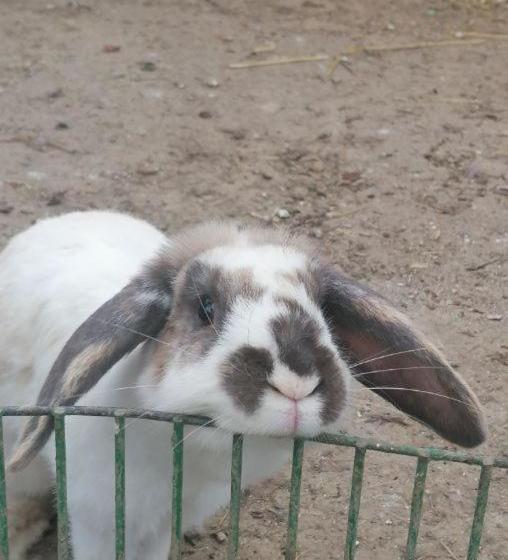 مبيت وإفطار La Roulotte Des Trois Arbres