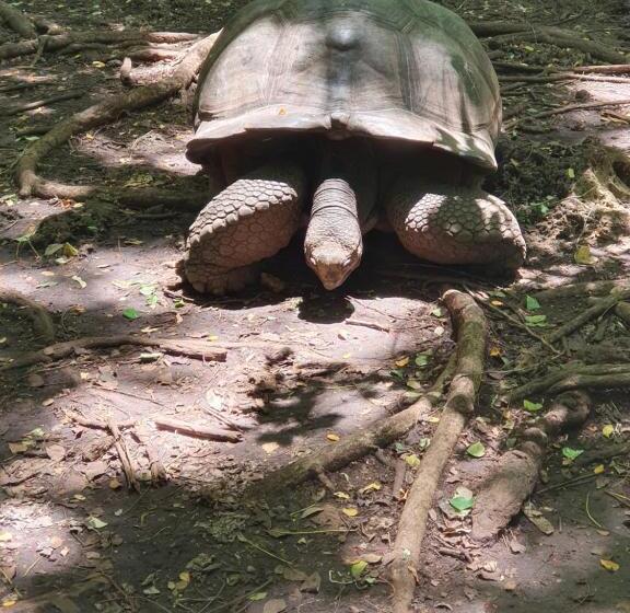 تختخواب و صبحانه Villa Kumi