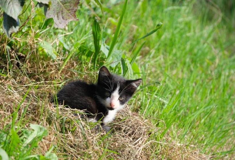 هتل La Casa De Las Camelias