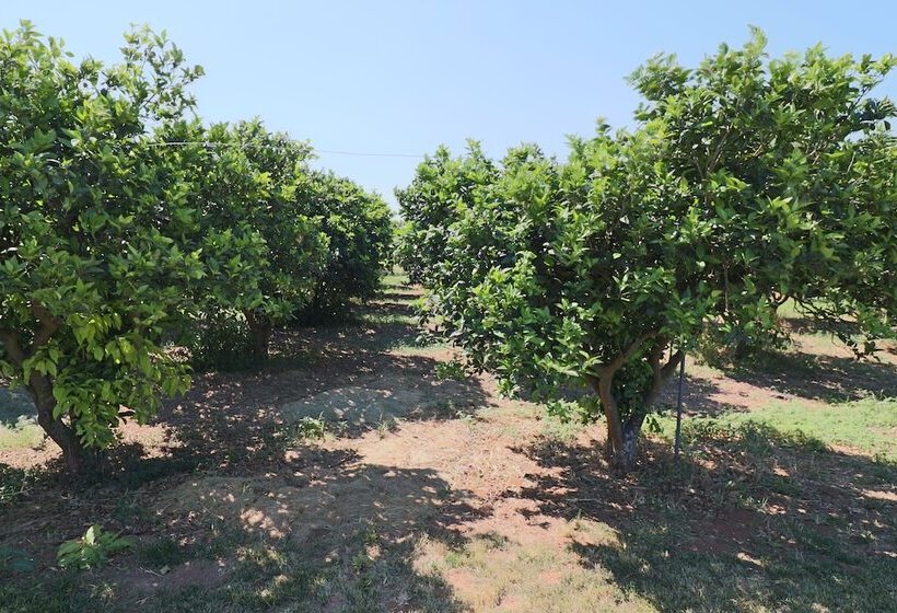 פנסיון B B With Swimming Pool Tenuta Agrumi Del Salento Triple Deluxe Citrus Attic