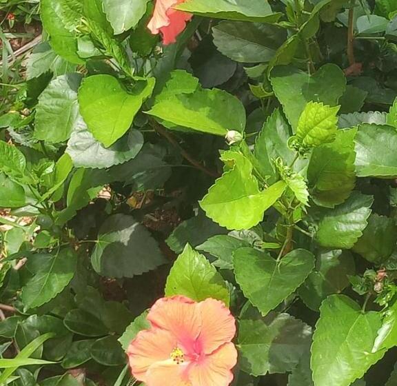 تختخواب و صبحانه Casa Biulú