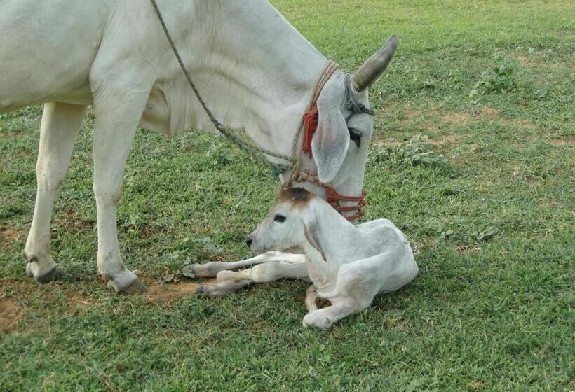 Отель Nannilam Organic Farm Stay