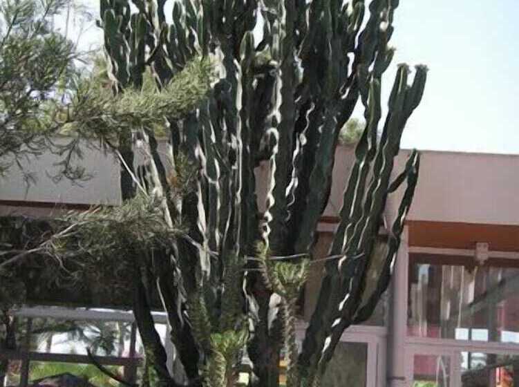 Club Hotel Rama All Inclusive