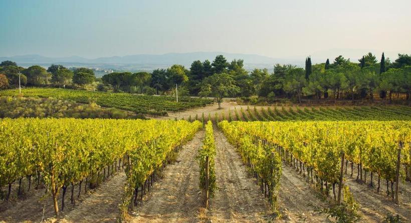 فندق Fattoria Di Magliano Winery