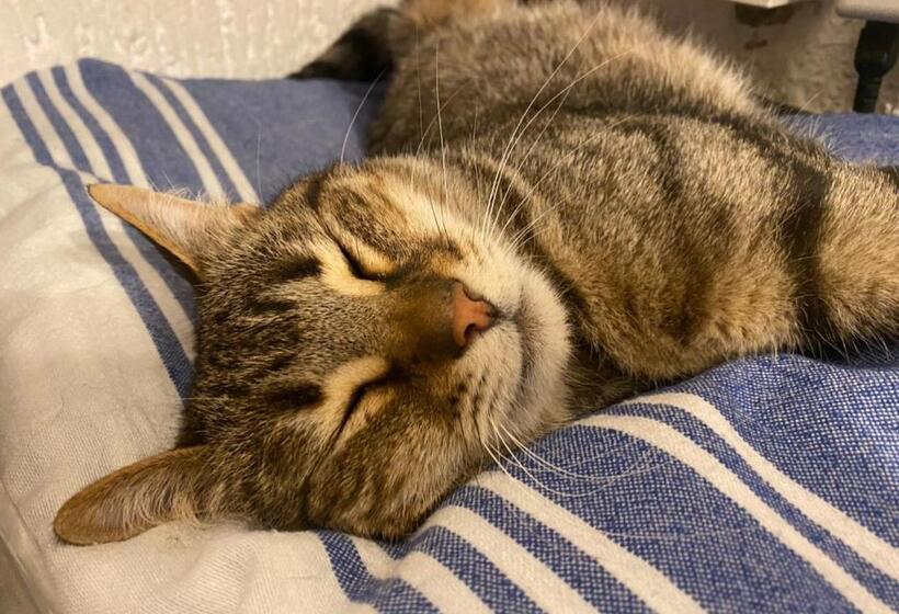 Отель Punta Chiarito Resort