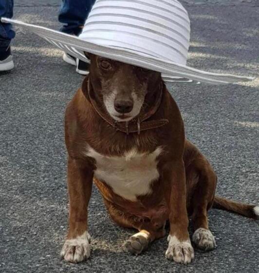 酒店 Punta Chiarito Resort