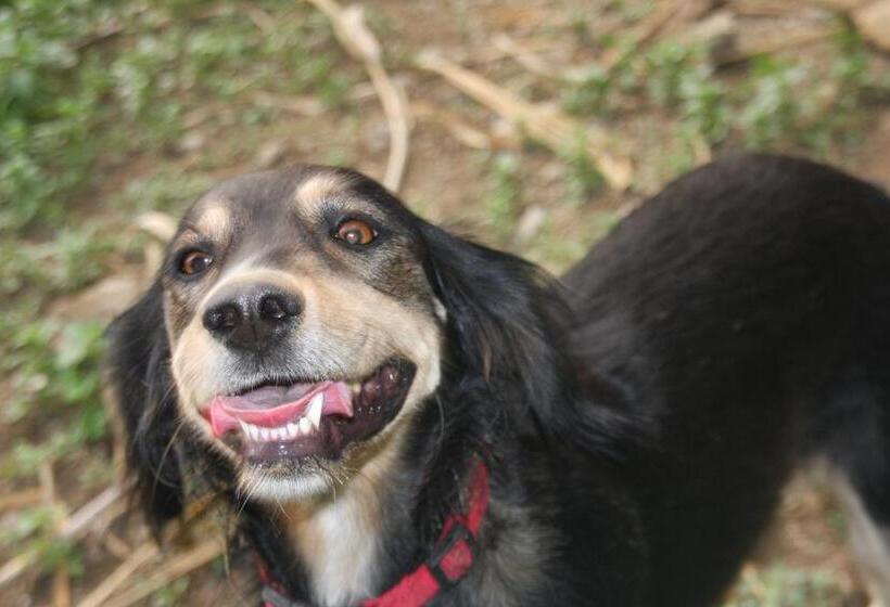 Отель Punta Chiarito Resort