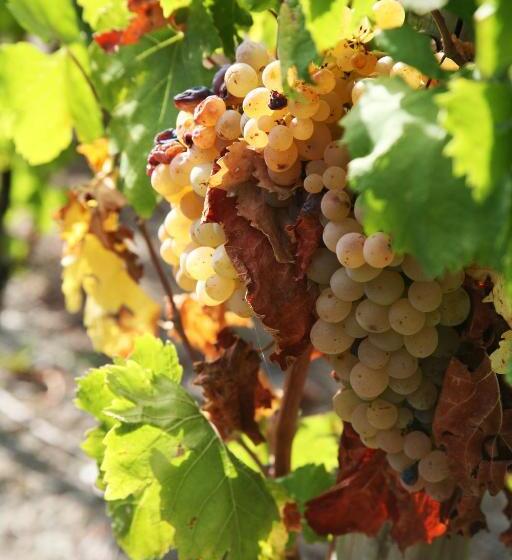 Отель Punta Chiarito Resort