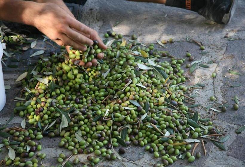 Отель Punta Chiarito Resort