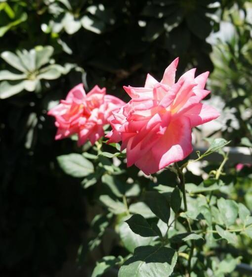 호텔 Skoufezis Studios