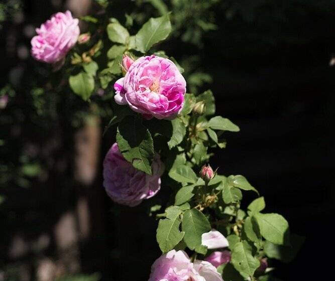 צימר Le Petit Flo