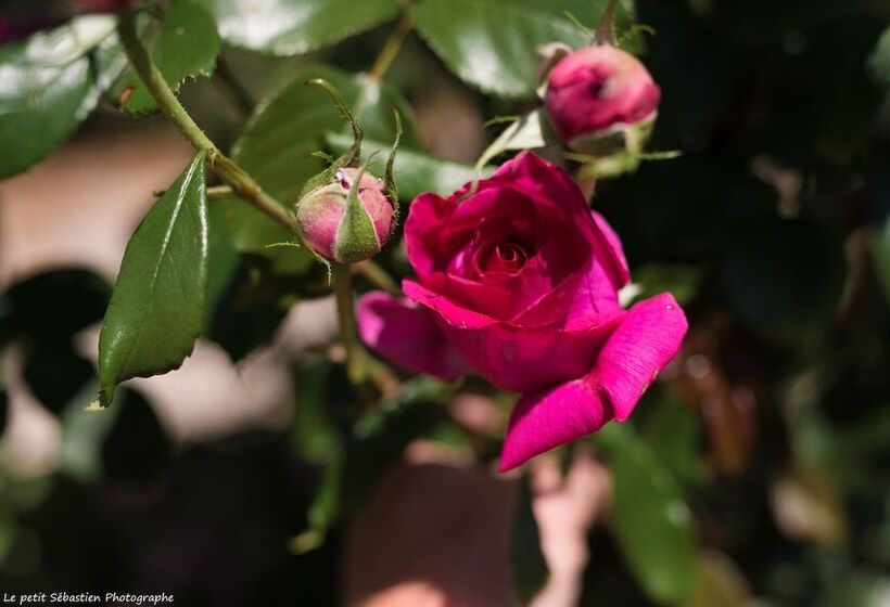 مبيت وإفطار Le Petit Flo