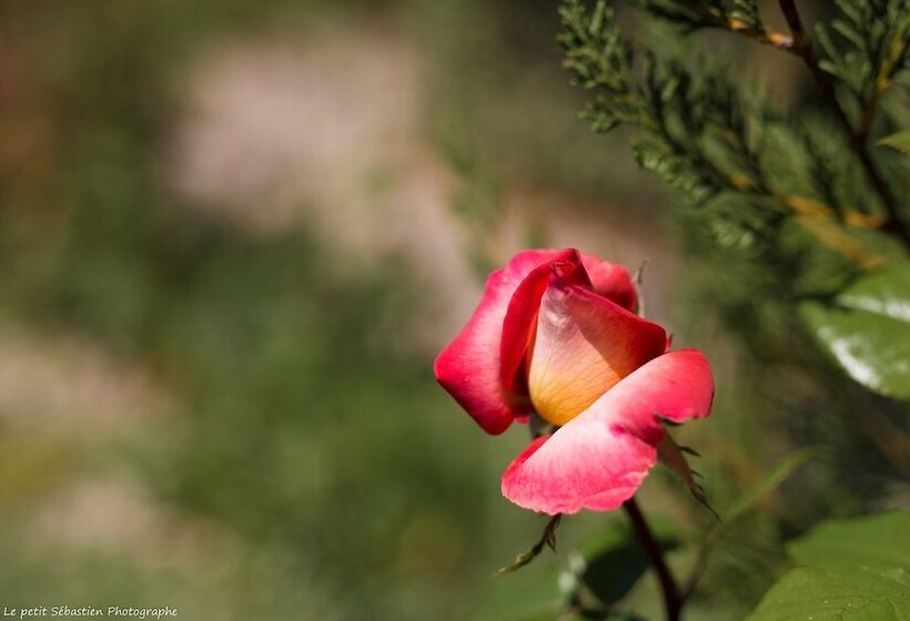 צימר Le Petit Flo