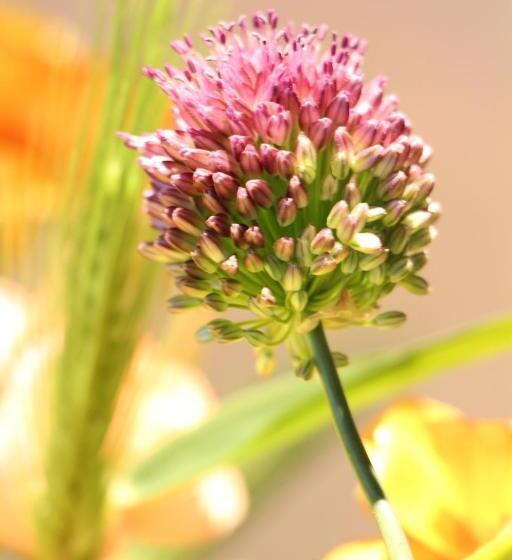 בית מלון כפרי Apio