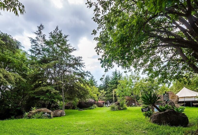 فندق ريفى Hacienda Coyotes