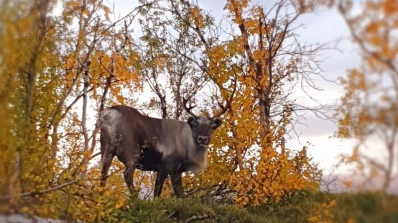 膳宿费 Abisko Turiststation Stf