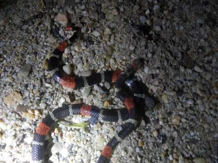 هتل Grand Selva Lodge & Tours